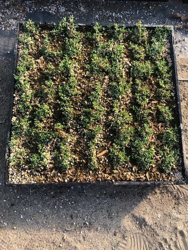 Dwarf Carpet of Stars flat intended for plugging. Easily separated & planted between 4 and 6" apart
