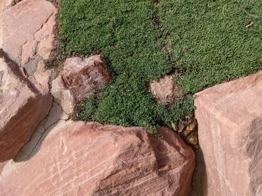 No mowing ever!  Fills in hard to reach spots!  StarCarpet