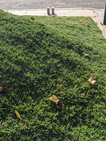 Perfect for hills and curves. NO MOWING EVER!