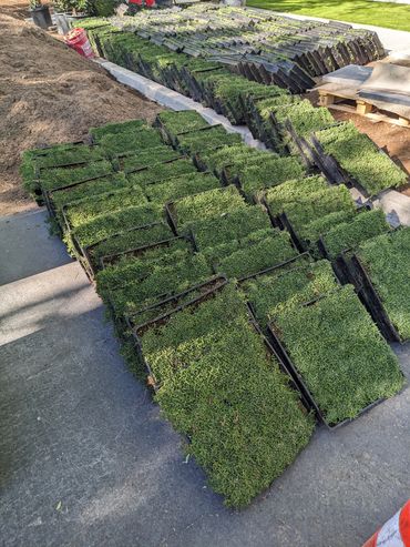 StarCarpet®
Dwarf Carpet of Stars
Ruschia Nana patpend.