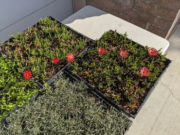 Red Carpet Succulent