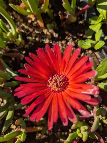 Red Carpet Succulent