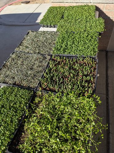 StarCarpetLV various LIVING Groundcover Grass Alternatives. WaterSmart. Rebate Approved.