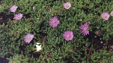 StarCarpet® blooms