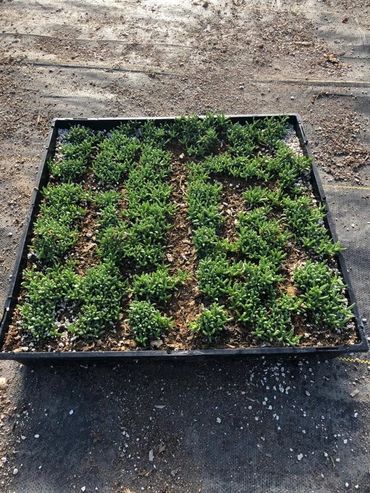A flat for the intended use of "plugging" Dwarf Carpet of Stars will connect as it grows.