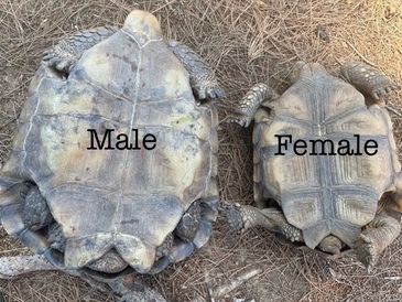 Male and female desert tortoises