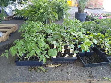 Seedlings, gardening plants