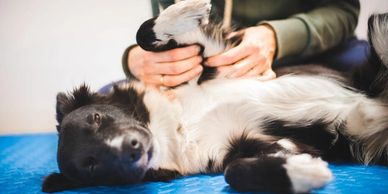 masaje canino
productos naturales para mascotas
medicina natural para perros