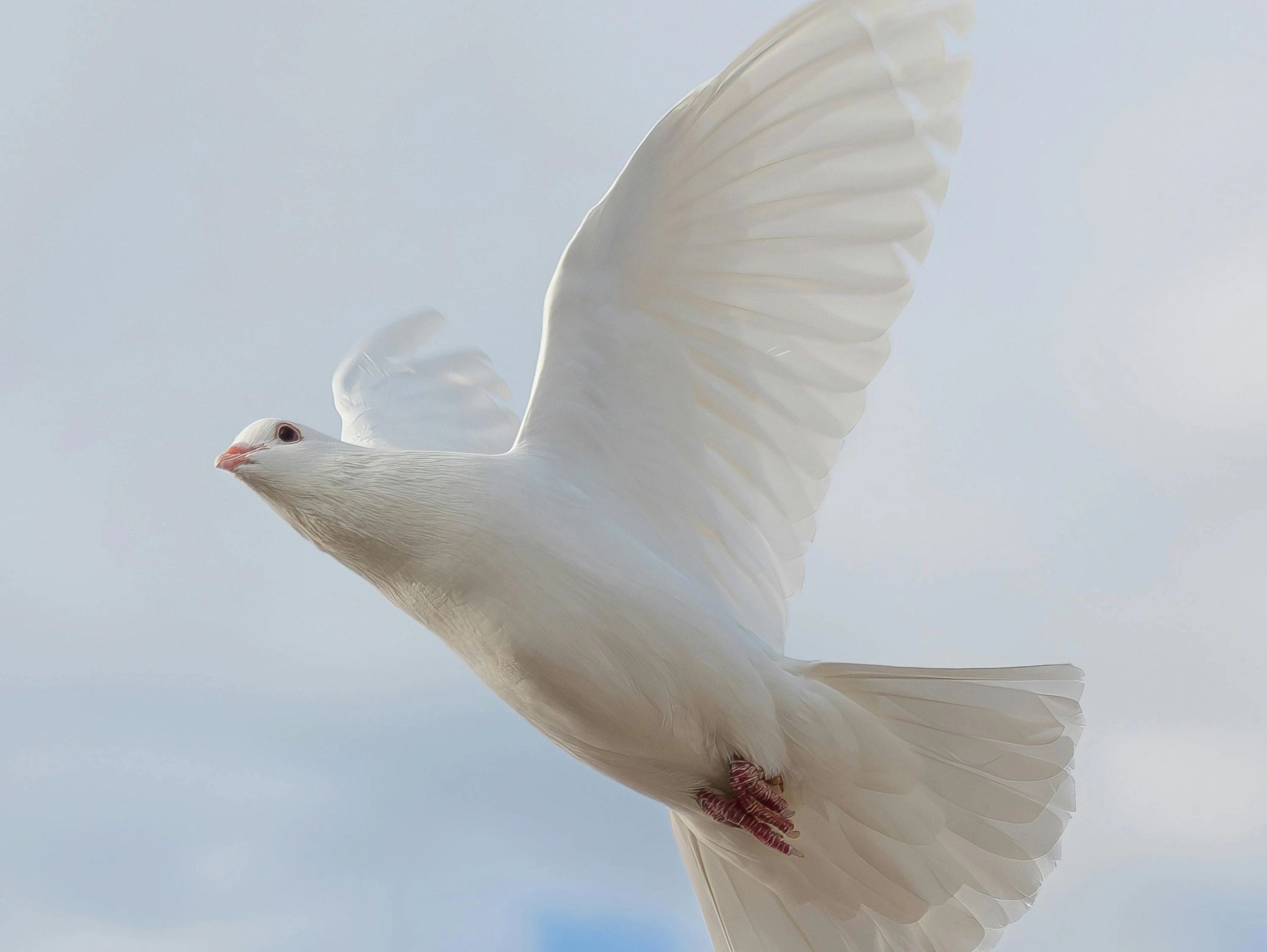 white dove flying in the blue sky
