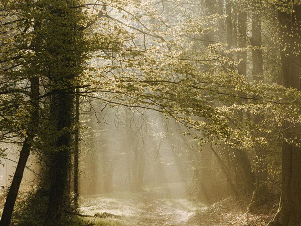 Sunlight in a green forest
