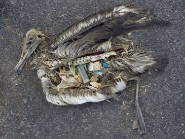What plastics and trash do to our wildlife
