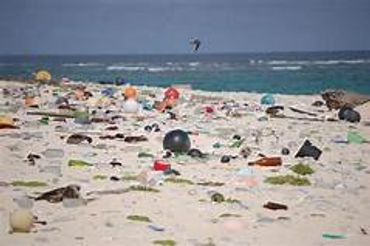 Adopt A beach to help clean our beaches