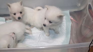 Eskimo pups!