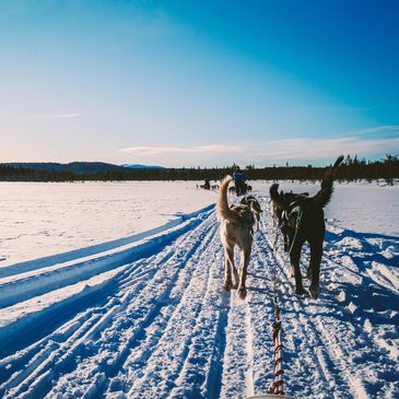 Dog Sledding in Alaska
