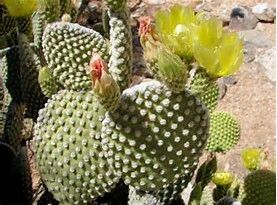 Opuntia microdaysis