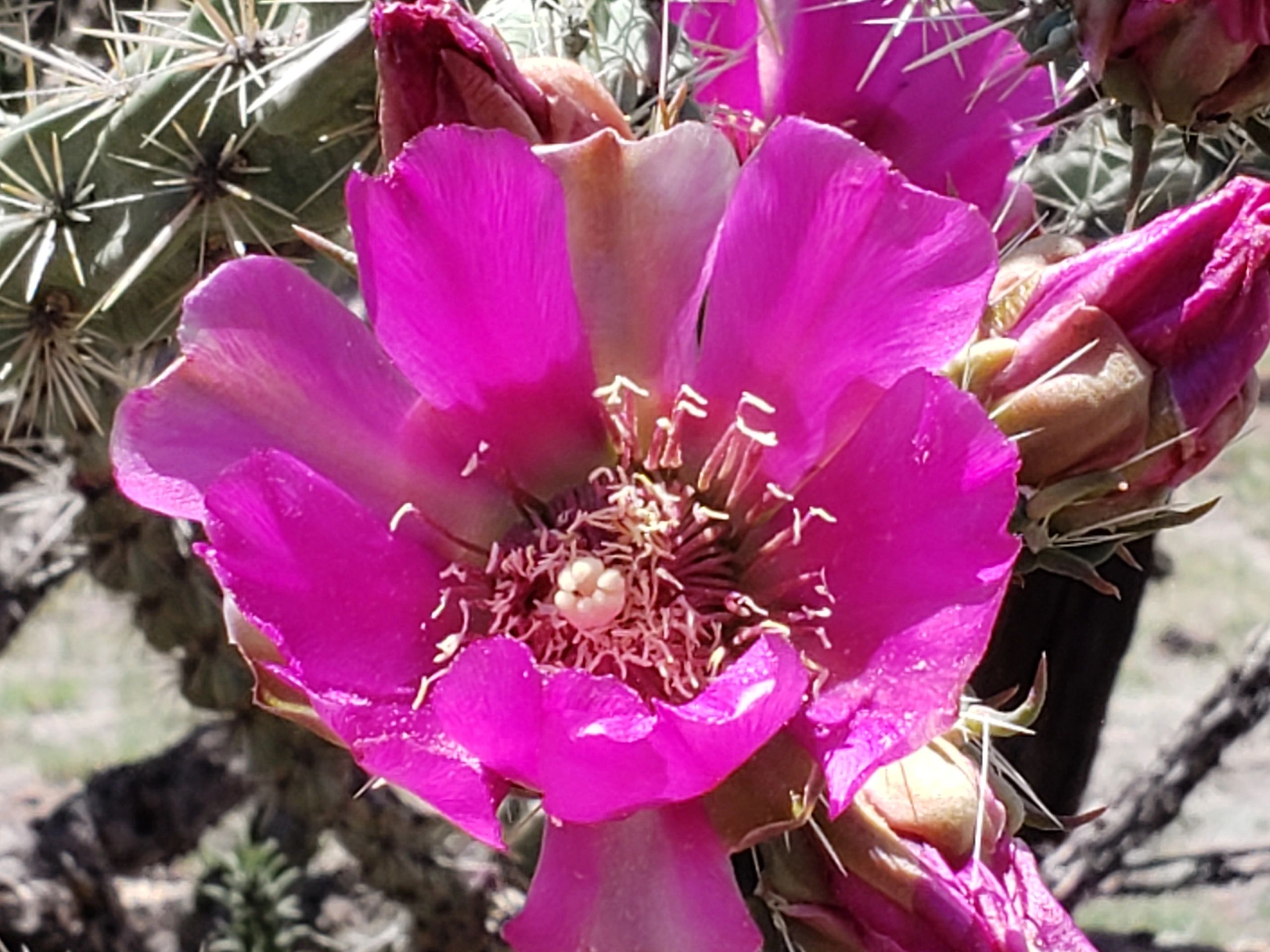 Tree cholla, Cylindropuntia imbricata