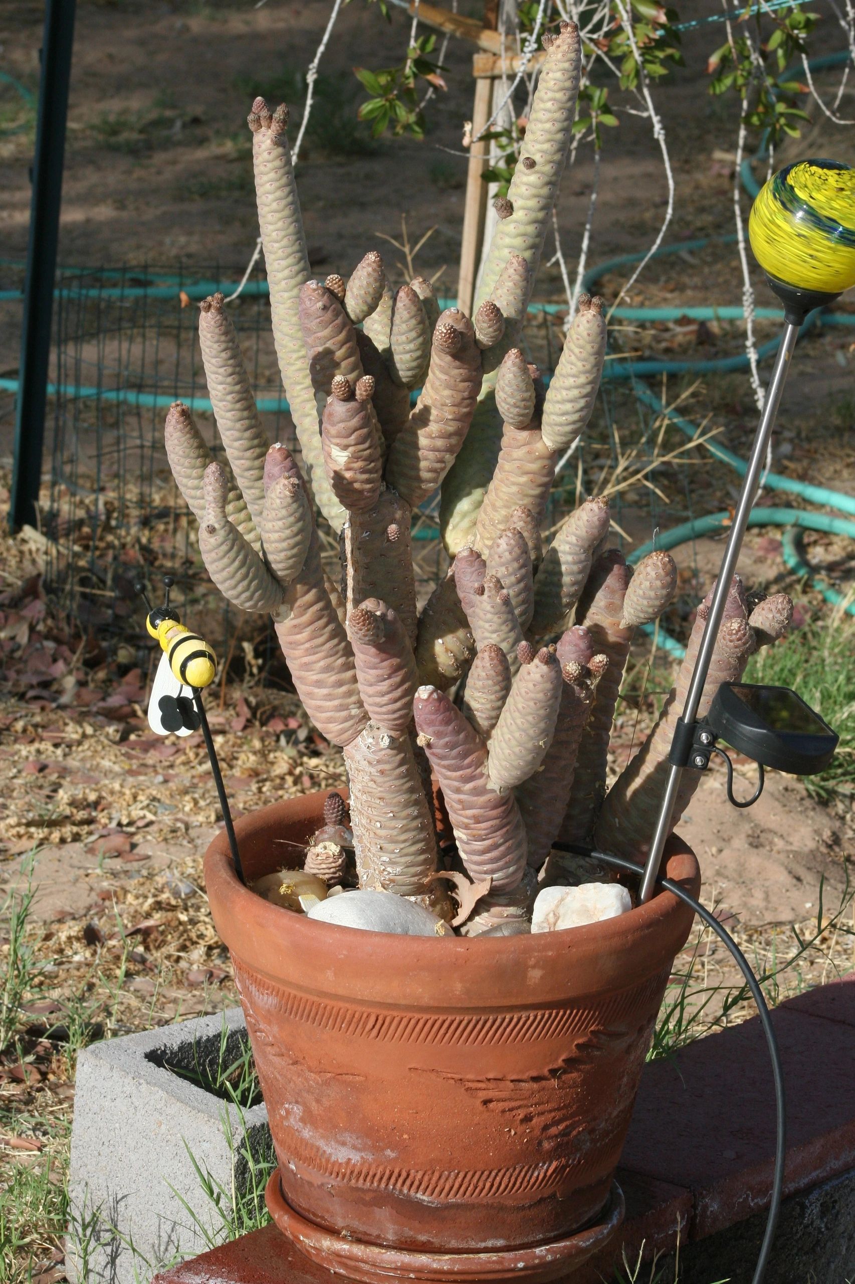 Pinecone cactus