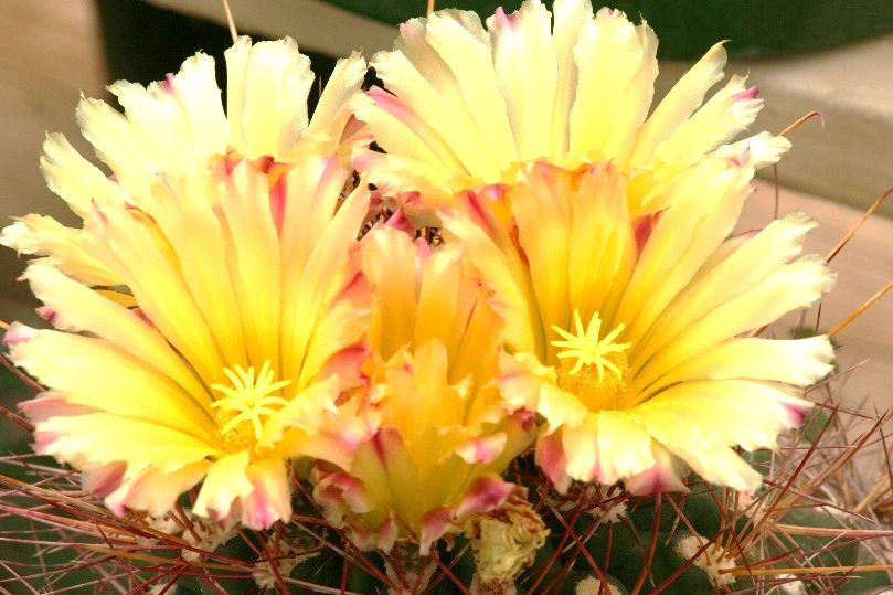 Echinocereus