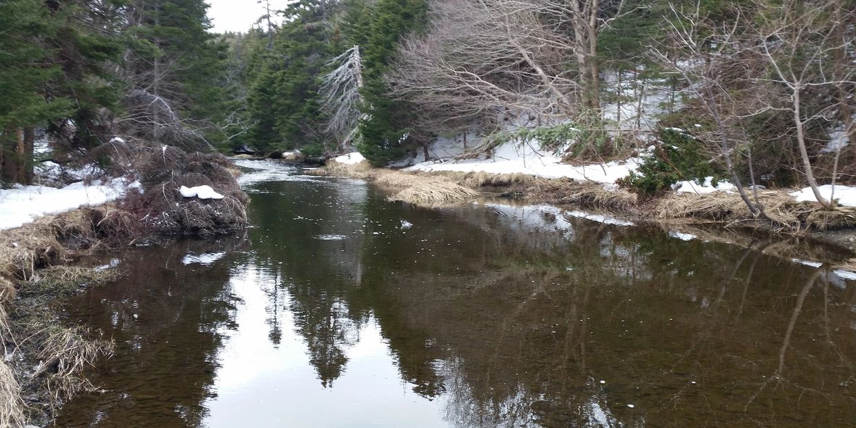 trout 
guides
guiding 
fly fishing
Newfoundland
St. John's
brook trout
brown trout
rainbow trout