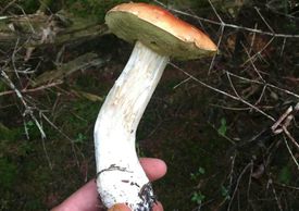 forage
foraging
guides
St. John's
Newfoundland
cep
mycology
wild mushrooms
bolete
porcini