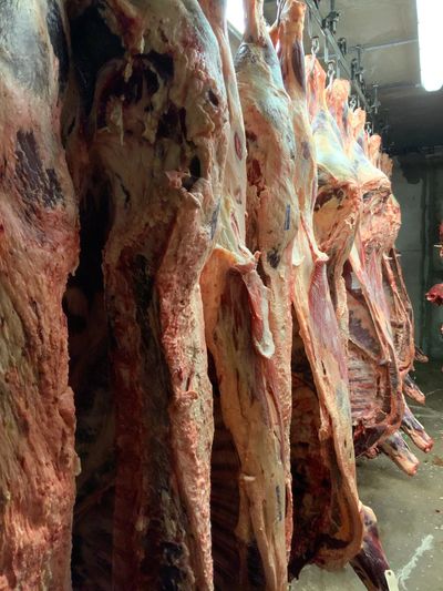 Inspected beef carcasses hanging in meat locker for sale at meat market in Enid, Oklahoma