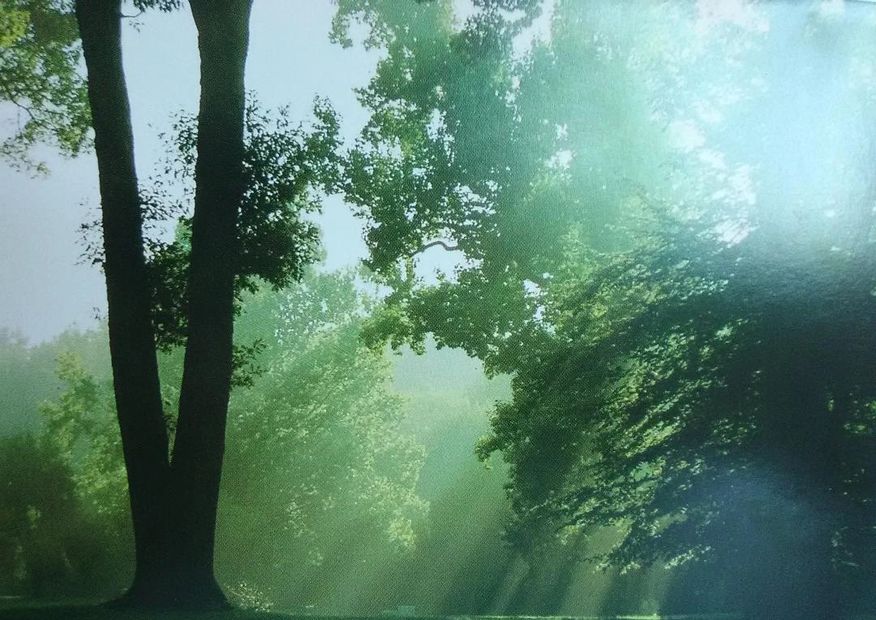 Sunlight filtering through dense green trees.