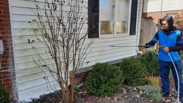 Washing algae from Exterior siding