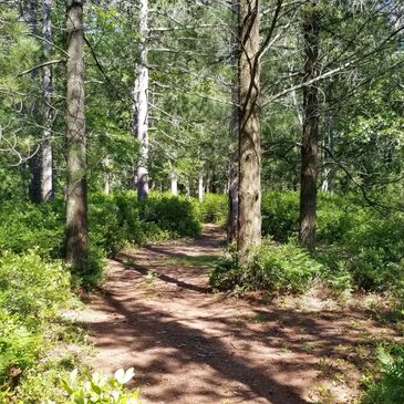 A sunlit forest path winding through tall trees and green foliage.