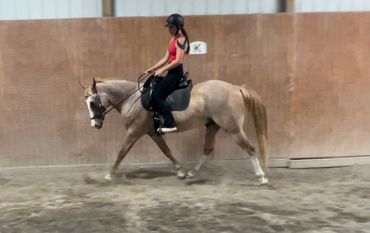 Sloan and Waylon, a non-gaited Tennessee Walking Horse.