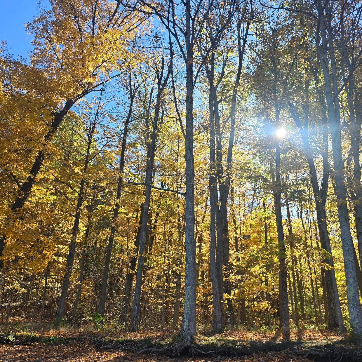 Sunlight filters through tall autumn trees in a forest.