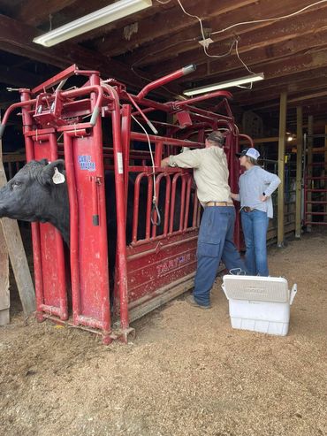 Kailyn and Dennis freeze branding our yearling heifers