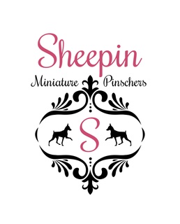 SHEEPIN MINIATURE PINSCHERS