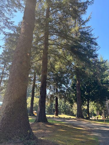 Tall trees casting shadows on a sunny forest path.