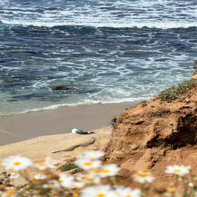 Seagull resting on a sandy beach near cliffs with ocean waves in the background.