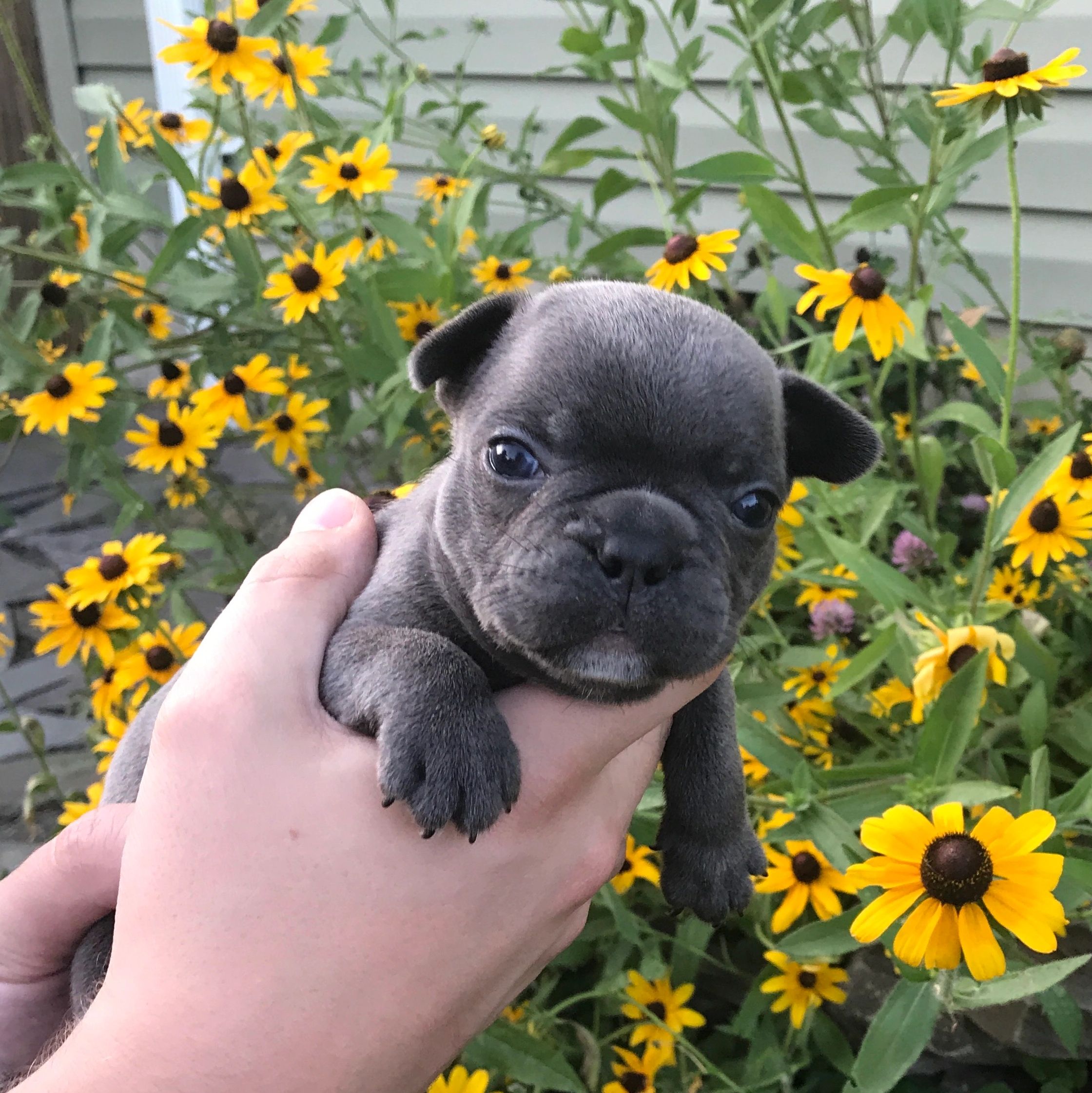 A Cozy Kennel French Bulldog Puppies, Frenchies for Sale