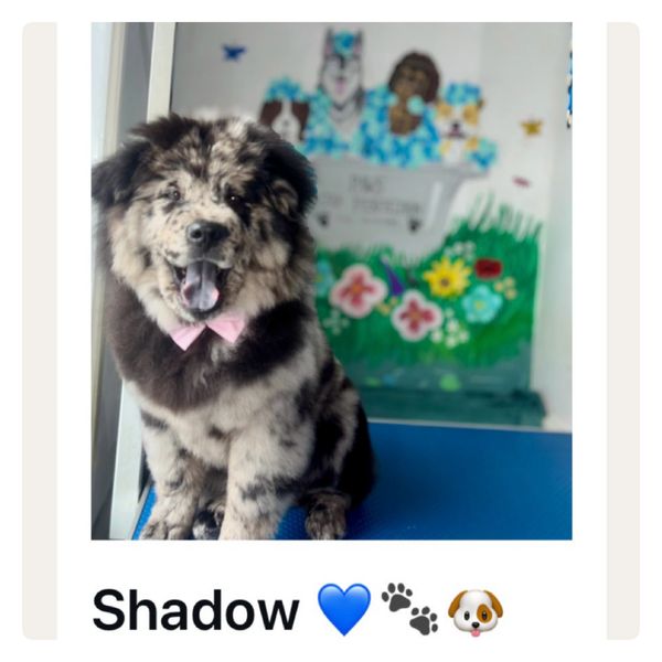 Shadow the Chow-Chow and her groom 💙🐾