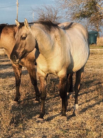Slick Ice AQHA Grulla mare that is double Homozygous Black and Dun.