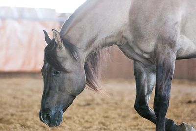 Rawhides Slide AQHA Grulla stallion