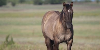 2017 AQHA Grulla mare by Legal N Twisted and out of Peppy Leona San.  Ea aa Dn.  5 Panel NN.