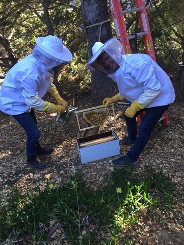 Rescue bees from an owl box in santa barbara, Goleta, Montecito. Bee swarm saved