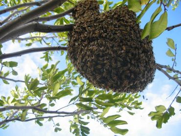 Wild bee swarm in a tree. Save the bees santa barbara, Goleta, Montecito. Rescue Bees