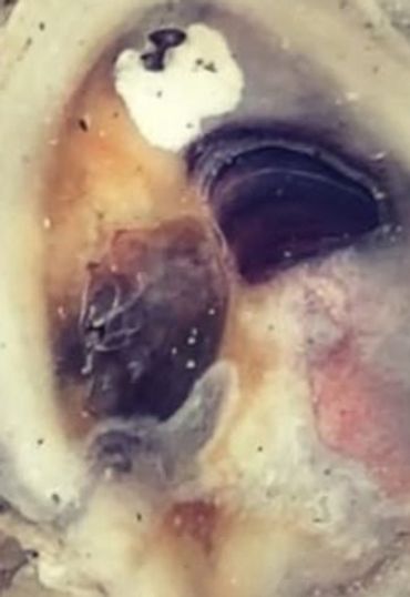 Close-up of a seashell with various small marine creatures inside.