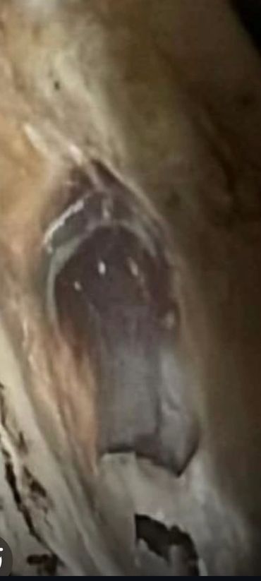 Close-up of an animal's eye, likely a horse or similar species.
