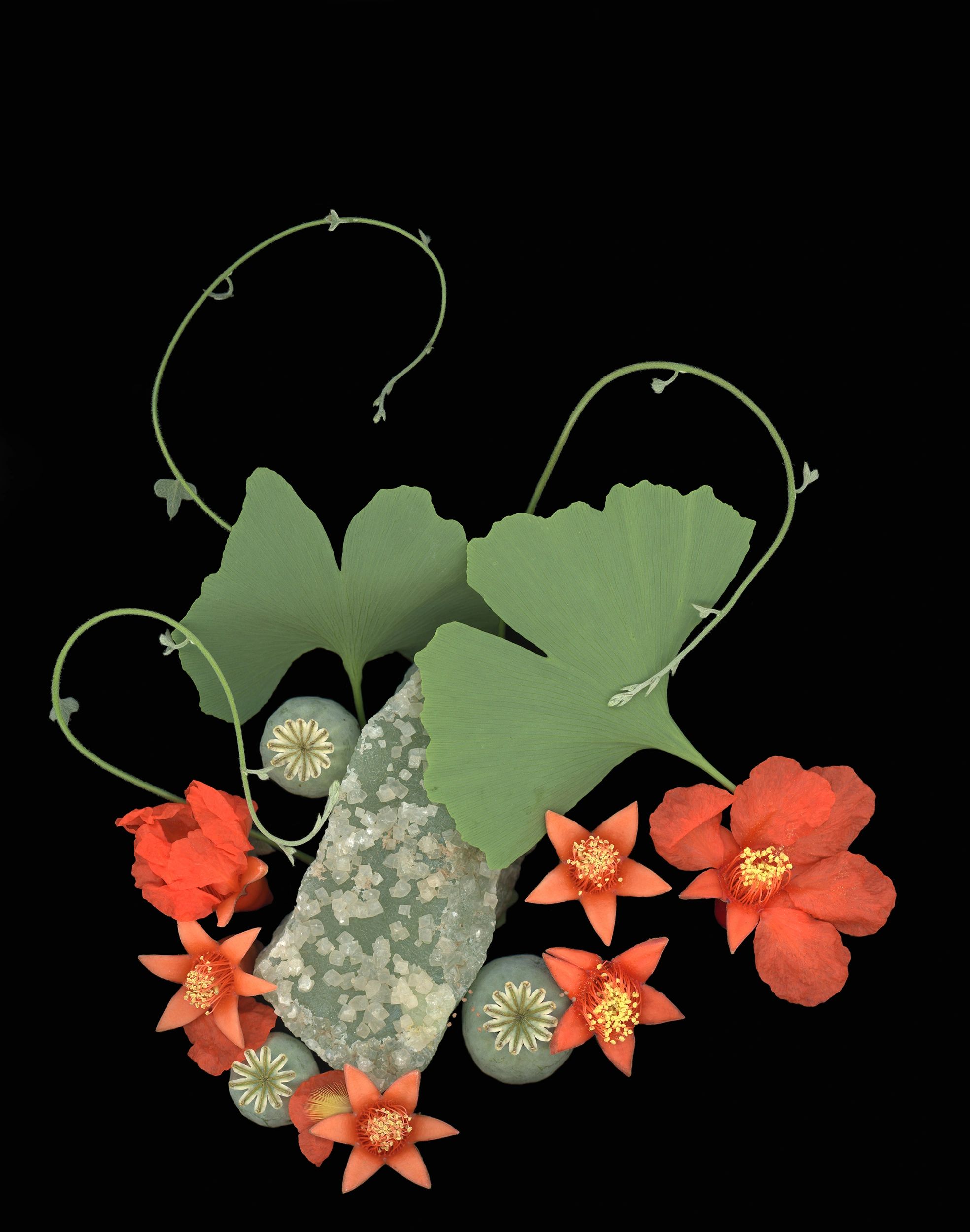 Entonces
Pomegranate blooms, fresh Flanders Poppy seedpods (Papaver rhoeas), my Ginkgo tree leaves,