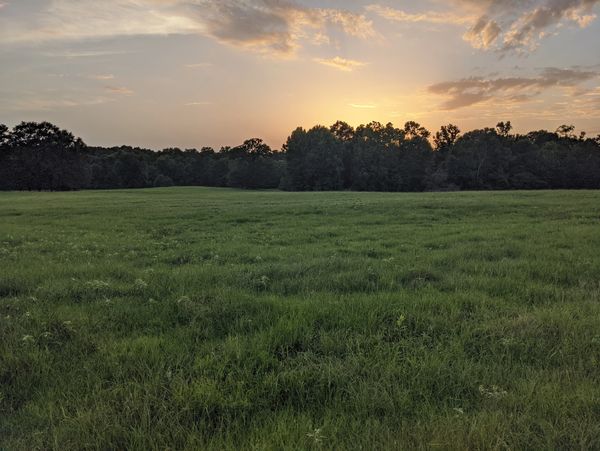 Sunset over a green grassy field with trees in the background.