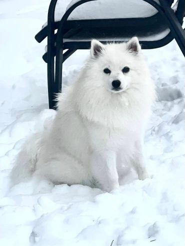 Fluffy white dog sitting in the snow.