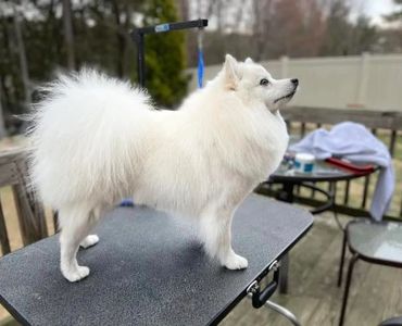 Fluffy white dog standing on grooming table.