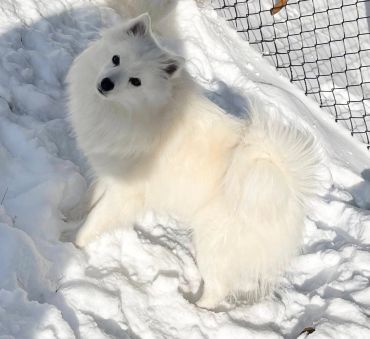 White fluffy dog lying on snow.