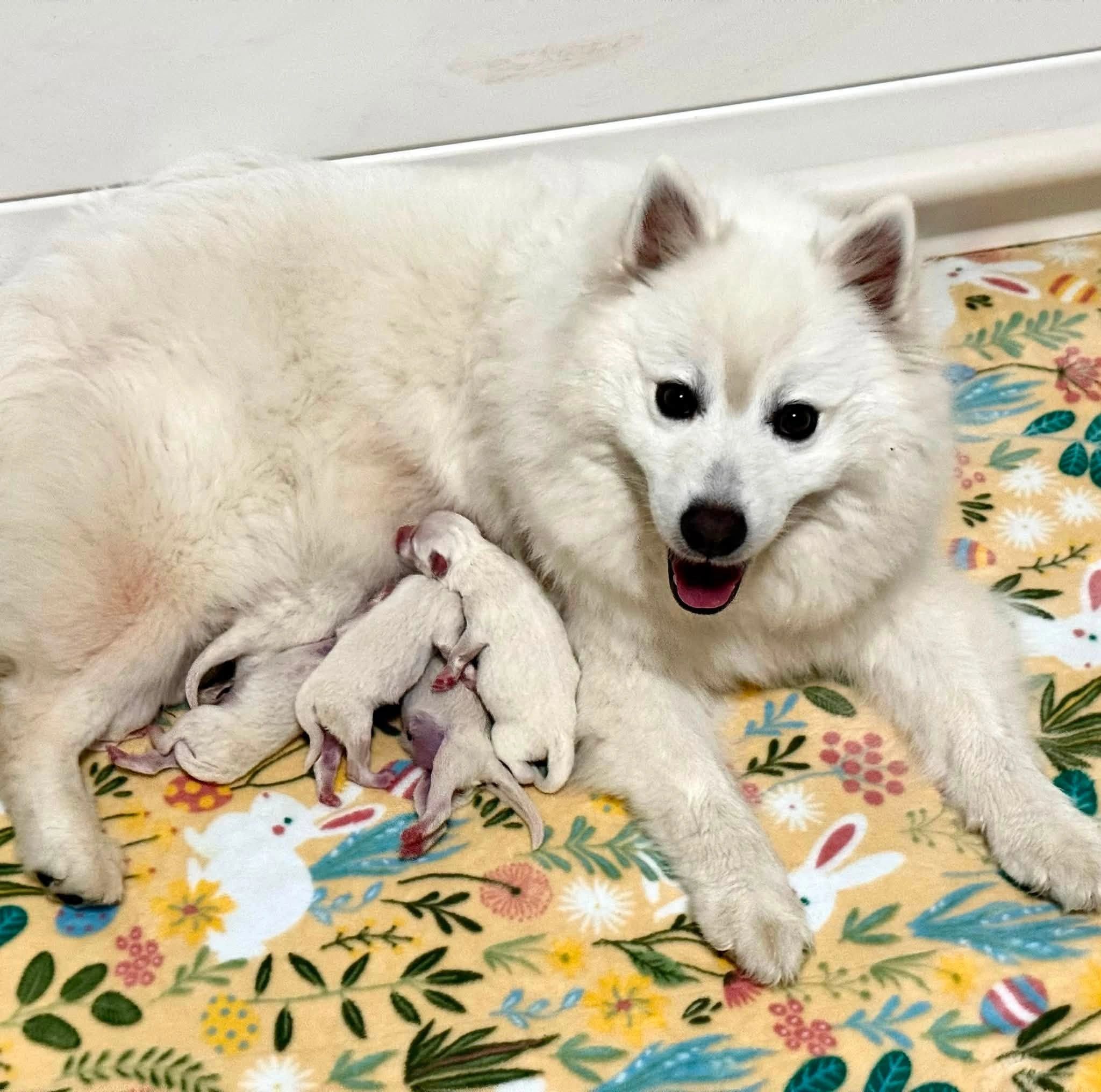 Mother dog nursing newborn puppies.