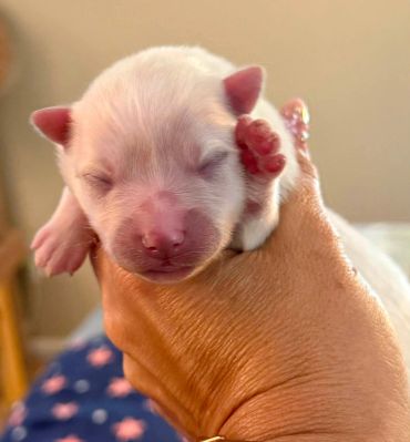 Newborn puppy held gently in a hand.